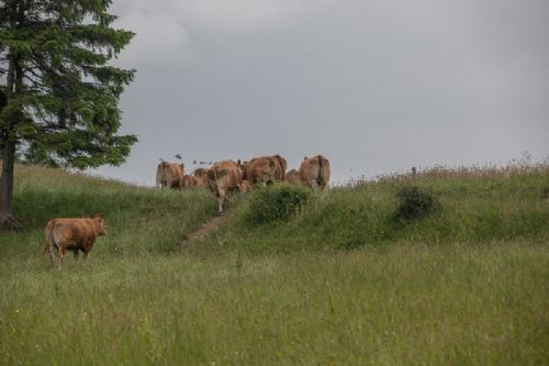 Besætningsbesøg - Limousinerne ville desværre ikke ses på – de forlod stedet til fordel for de mere ugenerede græsarealer