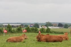 Besætningsbesøg Lynge Limousine - billede 2