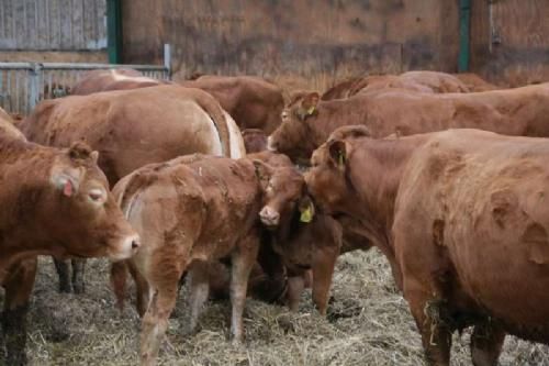 Billeder 14. marts - Åbent Hus hos Erling Andersen. Både avl og produktion har Erlings interesse. Han har haft tyre til afprøvning på Ålestrup Avlsstation og deltager i dyrskuer