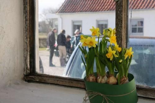 Billeder 21. marts - Der var mange steder pyntet op med små påskelinjer, som her hos Heidi og Jacob Kronborg Holmgård