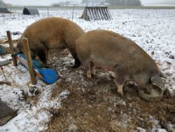 Bjørn og Lise Rasmussen - Frilandsgrise i den kolde sne er der også plads til på gården
