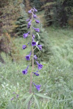 Canada 2017 - Canadisk vild blomst