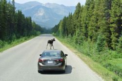 Canada 2017 - En ung elg på vejen