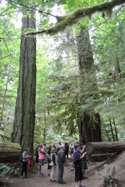 Canada 2017 - Kæmpe cedertræ i Cathedral Grove, Vancouver Island