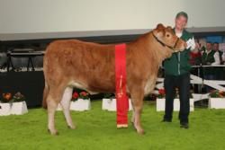 Championatkonkurrence - Bedste Yngre Kvie blev Grunnet Gold fra Søren Grunnet.