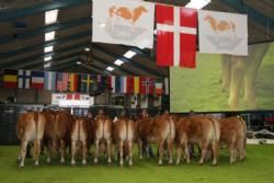 Championatkonkurrence - Konkurrencen om bedste Hundyr.