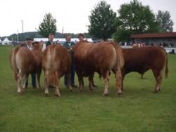 Det fynske dyrskue  - Limousine dyrene til Interbreed