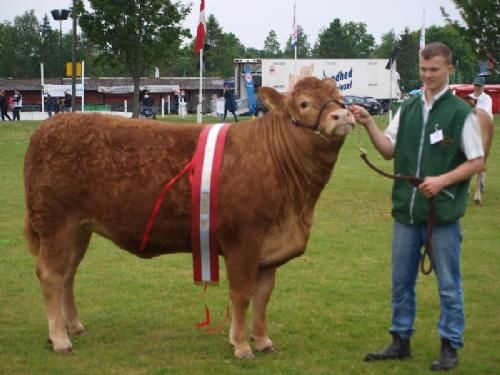 Det fynske dyrskue  - Interbreed Vinder for hundyr over 18 måneder. Krogens Ideal fra Krogens Limousine