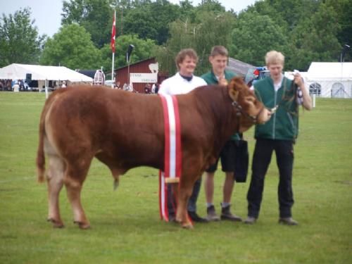 Det fynske dyrskue  - Interbreed Vinder for handyr under 18 måneder Humlegårdens Iwar, fra Humlegårdens Limousine