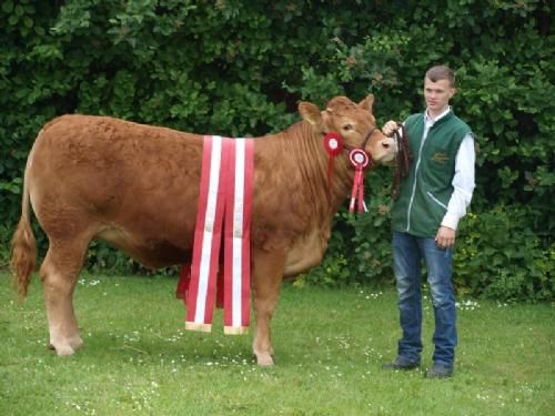 Det fynske dyrskue  - Krogens Ideal, 24 point og ærespræmie, bedste kvie, bedste ældre hundyr, bedste hundyr og bedste limousine, og Interbreed vinder