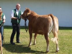 Det fynske dyrskue  - Store kvier. her en kvie fra Vestergård Limousine 22 point