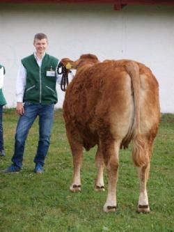 Det Fynske Dyrskue 2013 - Køer 3-4 år uden kalv, Kjeldgaard Flower, fra Flemming Smidt.