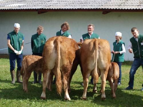 Det Fynske Dyrskue 2013 - Køer over 5 år med kalv, vinder Humlegårdens Ajo fra Lars Mikkelsen.