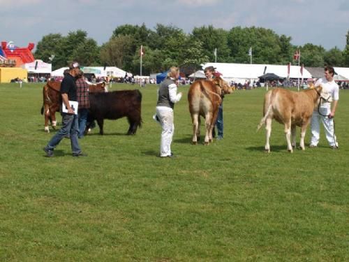 Det Fynske Dyrskue 2013 - Interbreed hundyr under 18 måneder, Limousine blev nr. 2. overgået af Simmental.