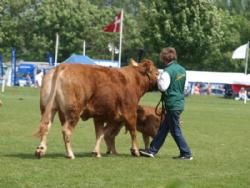 Det Fynske Dyrskue 2013 - Interbreed hundyr over 18 måneder, Humlegården Ajo vandt.