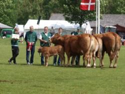 Det Fynske Dyrskue 2013 - Dyrene til Interbreed.