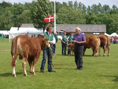 Det Fynske Dyrskue 2013 - Yngre handyr til Interbreed. Limousine blev nr. 2 overgået af Hereford, der tog alle 1 pointer  i første runde.