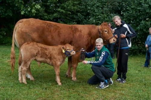 Det Fynske Dyrskue 2013 - Bedste ældre hundyr og Interbreed vinder blev Humlegården Ajo fra Lars Mikkelsen.