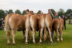 Dyrskuer - Bedste besætningsgruppe fra Søren Grunnet. Foto Mogens Stendal