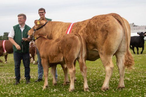 Dyrskuer - Bedste Limousine ko og vinder af interbreed køer fra Søren Grunnet. Foto Mogens Stendal