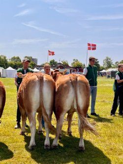 Dyrskuer - Bedste par og vinder af interbreed par fra Søren Grunnet