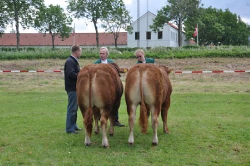 Dyrskuet Aabenraa - Tyre 12-14 mdr. Fløj og 23 point Birkegårdens Frederik, Gunnar Paulsen. Tyren blev senere bedste handyr og bedste køddyr, fik derved 2 ærespræmier.