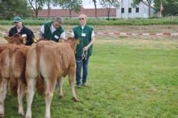 Dyrskuet Aabenraa - Kvier 10-12 mdr. Fløj og 22 point, Granly Frida, Granly limousine.