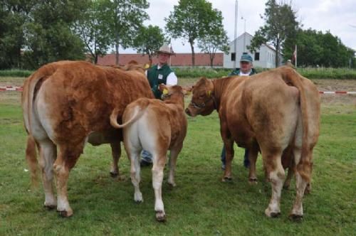 Dyrskuet Aabenraa - Køer med kalv. Fløj og 24 point, Skovlund Bartholine, Skovlund Limousine. Koen blev bedste limousine ko, og fik derved en ærespræmie, samt vandt interbreed som skuets bedste kødkvægsko.