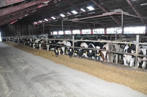 Efterårsmøde - Der fodres med fuldfoder under den sidste del af opfedningen, hvor går kalvene på spalter og hviler sig i sengebåse (i baggrunden)