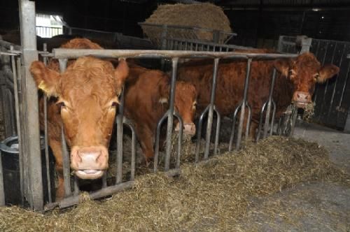 Efterårsmøde - Efterskolens 12 limousinekøer plus opdræt bliver til dels passet af eleverne på efterskolens landbrugslinje. Køerne var på stald i dagens anledning.