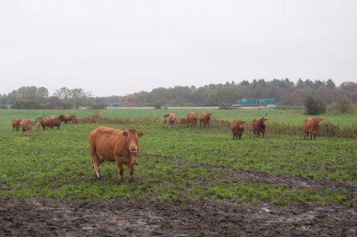 Efterårsmøde - Efterårskælverne på stald kan vælge at gå ud på marken med deres afkom
