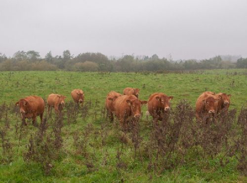 Efterårsmøde - En flok køer afgræsser kommunale arealer nær Flensborg – køerne kommer springende, da de ser gæster og ikke mindst en spand med kraftfoder