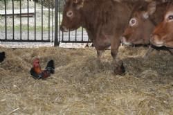 Efterårsmødet 2013 - Høns er der også plads til inde hos køerne.