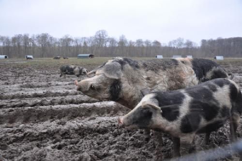 Efterårsmødet 2013 - Grise var der også på godset. Gammel dansk landrace på friland og i dejlig mudder.