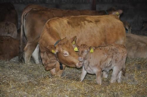 Efterårsmødet - Flotte mødre med ditto flotte kalve. Der er Heatime i besætningen (bemærk halsbåndet), og ejeren inseminerer selv dyrene.