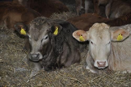 Efterårsmødet - De lysegrå dyr besætningen var resultatet af at blonde kvierne konsekvent insemineres med angus for at sikre lette førstegangskælvninger.