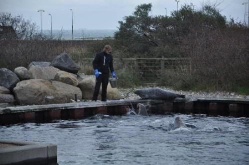 Efterårsmødet - Limousinefolket ankom til Nordsøen Oceanarium i Hirtshals (af mange nok kendt som Nordsømuseet) lige til fodretid – sælernes fodretid vel at mærke.