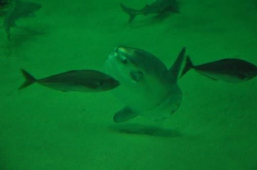 Efterårsmødet - Nordsøen Oceanarium er blandt andet kendt for sine klumpfisk, der lever i Oceanariets største akvarium (med 4.5 mio. liter vand) sammen med 2-3.000 andre saltvandsfisk. 