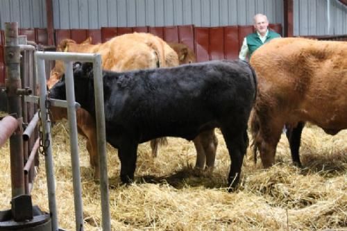 Efterårsmødet - De to ”fejlfarver” er Wagyu-krydsninger, som Jens forsøgsvis, og kun for sjov, har i besætningen.