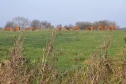 Efterårsmødet 2011 - Besætningsbesøget er ved at være slut og køerne kan igen komme ud i det fri.