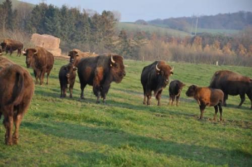 Efterårsmødet 2011 - Bisonkøer med kalve. På farmen er der ca. 400 bisonokser – Europas største bisonfarm.