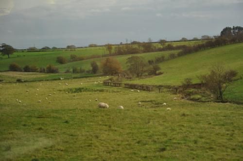 England-Scotland 2013 - Absolut for at studere landskaber, der i landbrugsområder så ofte ud som her: grønne og bakkede og med masser af græssende får. I høj grad var formålet med rejsen at studere limousiner, men dem var der ikke så mange af på markerne, angiveligt fordi det var for vådt.