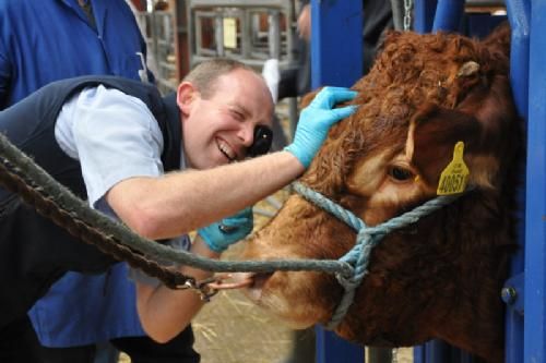 England-Scotland 2013 - Øjnene tjekkes for uklarhed inde i øjet. Englænderne har erfaring for, at der kan være sammenhæng mellem uklarhed i øjet (stær) og dårligt temperament. Hvis dyr diskvalificeres på øjenproblemer, kommer dyret hverken til bedømmelse eller auktion. Ham her gik videre.