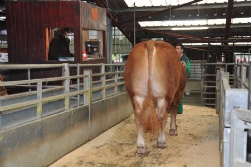 England-Scotland 2013 - Op på vægten – en stor en af slagsen. Tyren her vejede 967 kg. Tyrene skulle også være over en given aldersbestemt mindstevægt. Men der var der vist ikke nogen, der havde problemer i den retning…