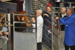 England-Scotland 2013 - Den første tyr står klar i kulissen til at blive solgt.