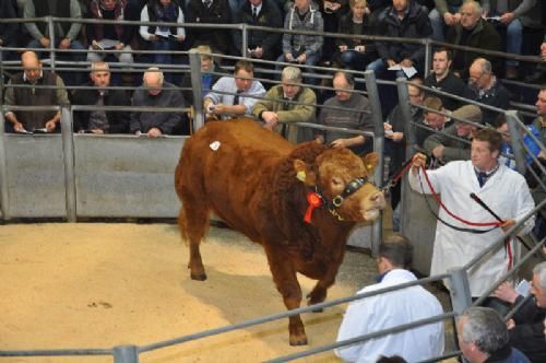 England-Scotland 2013 - I alt 78 dyr blev solgt på auktionen til en gennemsnitspris af 6.300 guineas – dvs. ca. 59.000 danske kroner. Når kun under halvdelen af dyrene opnåede hammerslag skyldtes det ikke kun diskvalifikation, men også at en del tyre ikke opnåede deres mindstepris. Medvirkende til den høje gennemsnitspris var specielt to dyr, som opnåede skyhøje priser.