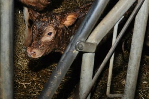 Familien Holst - Den nyfødte kalv var meget hurtigt på benene, og mon ikke den undrede sig over al den postyr, der var i stalden?   