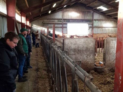 Randers Limousine - Fodergang i ungdyrstalden, hvor der overvejende fodres med majsensilages, men også lidt tilskudsfoder ovenpå.