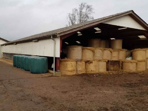 Randers Limousine - Køerne fodres udenfor med majsensilage. Den ene endevæg er skærmet af rundballer for vind