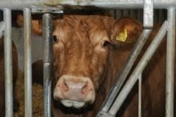 Frede Kristensen  - En lidt genert ko kigger ud gennem det kraftige fanggitter